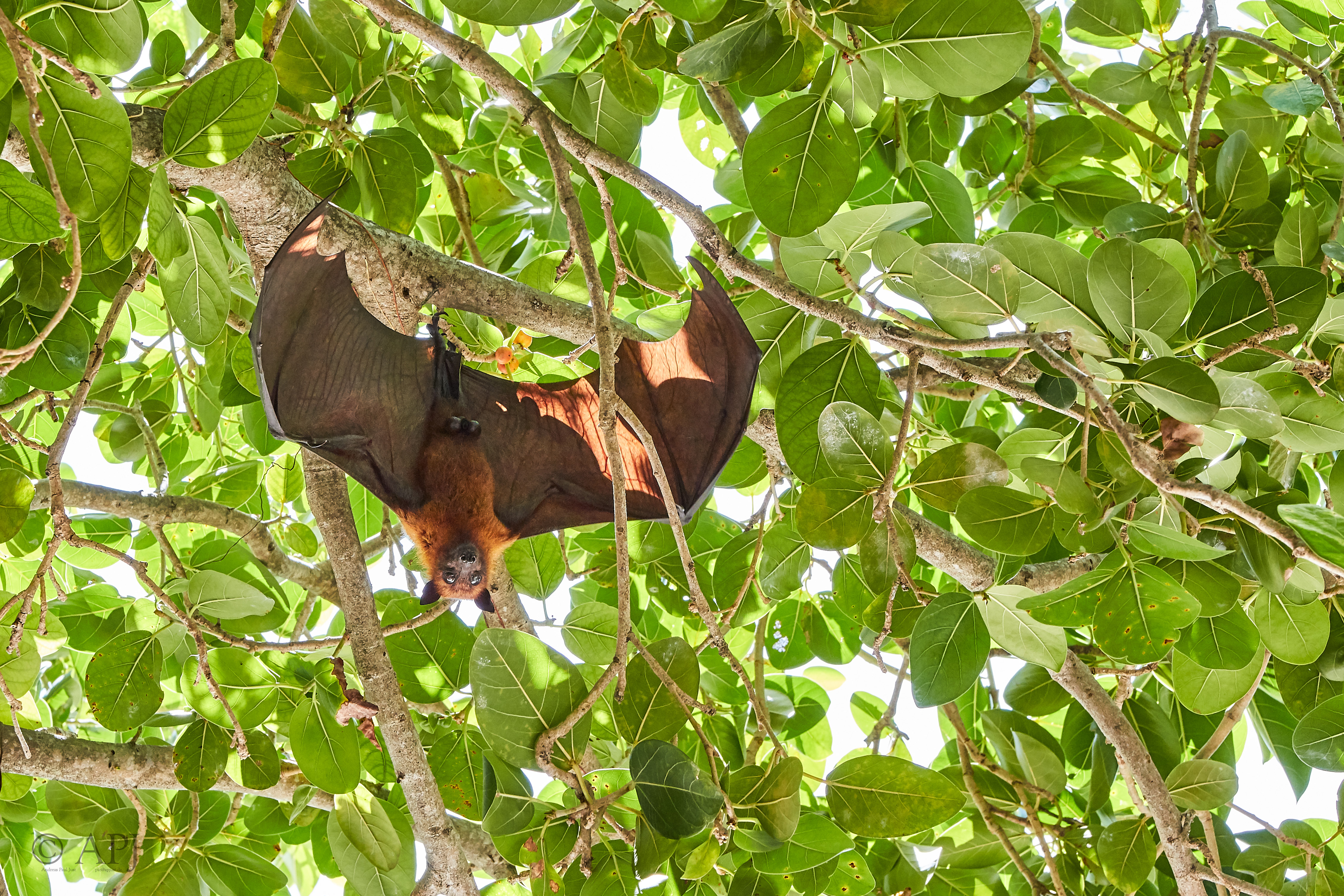 003764 20 08 17  Canon EOS 7D Mark II   Malediven2017